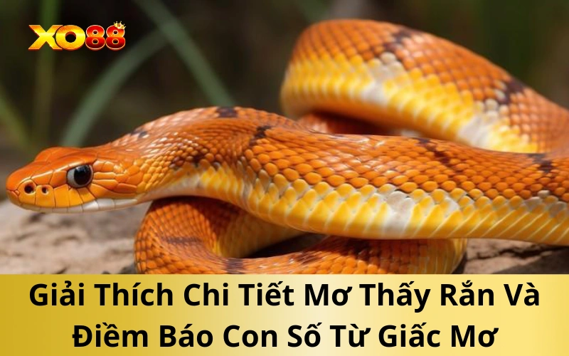 Giải Thích Chi Tiết Mơ Thấy Rắn Và Điềm Báo Con Số Từ Giấc Mơ