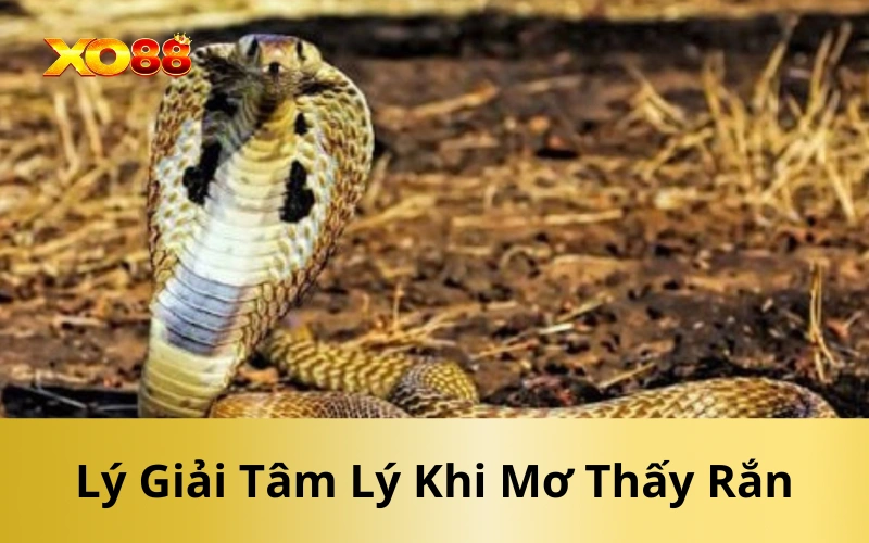 Lý Giải Tâm Lý Khi Mơ Thấy Rắn