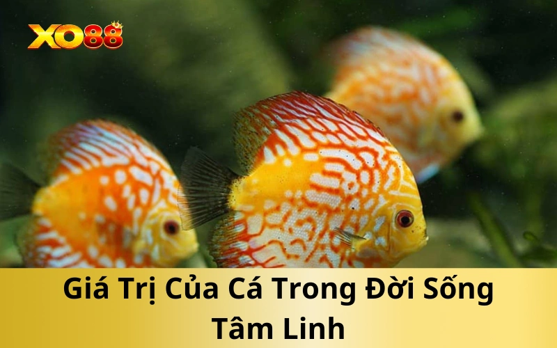 Giá Trị Của Cá Trong Đời Sống Tâm Linh