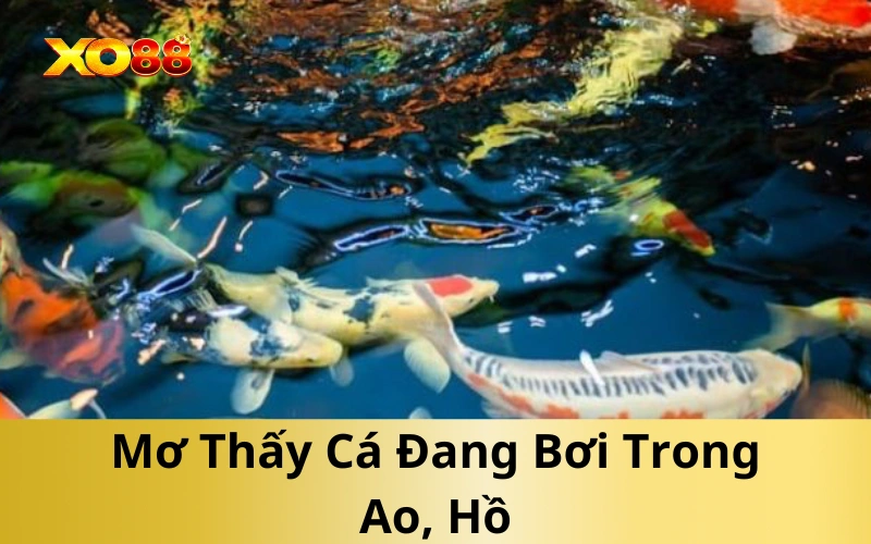 Mơ Thấy Cá Đang Bơi Trong Ao, Hồ