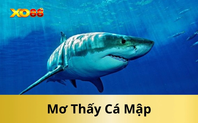 Mơ Thấy Cá Mập