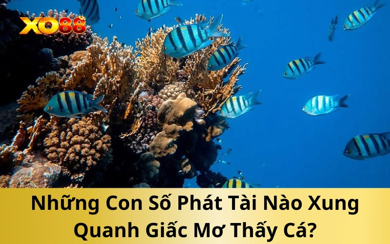 Những Con Số Phát Tài Nào Xung Quanh Giấc Mơ Thấy Cá?